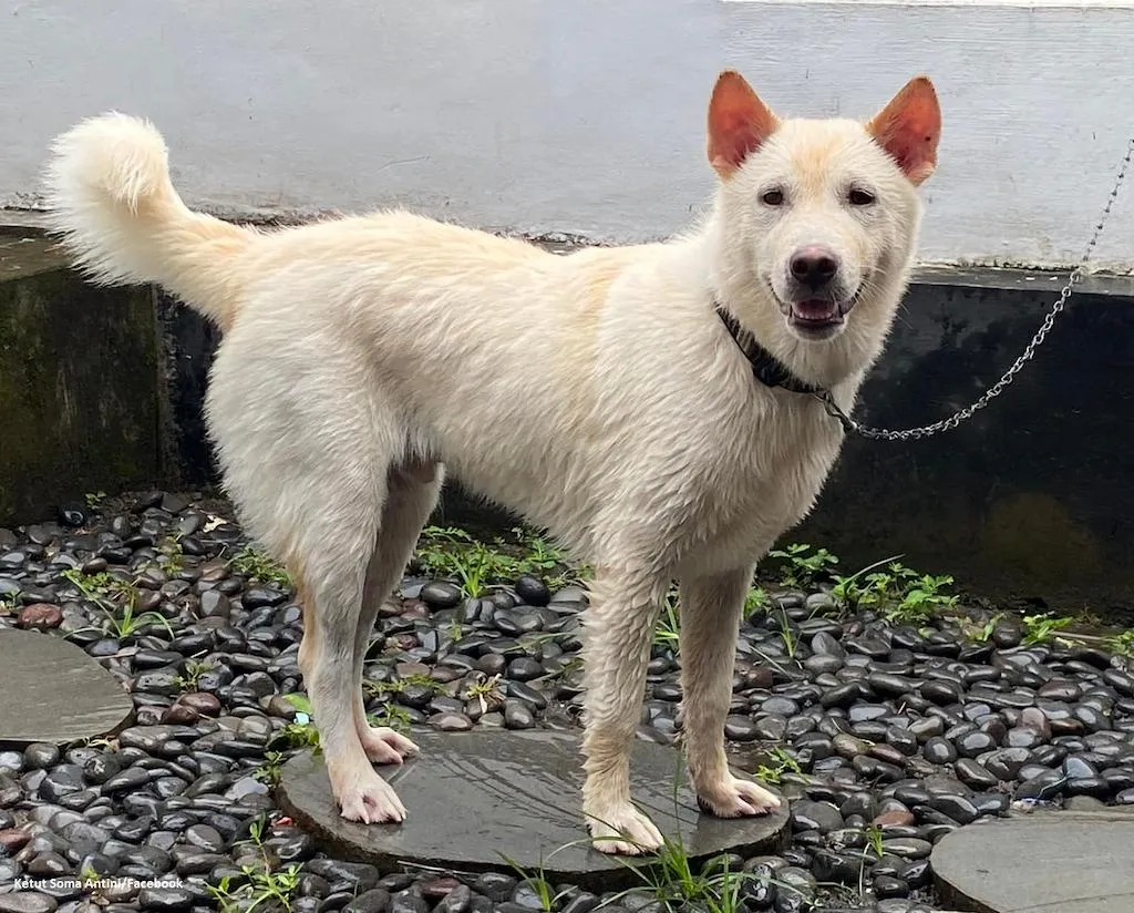 Anjing Kintamani​ Putih